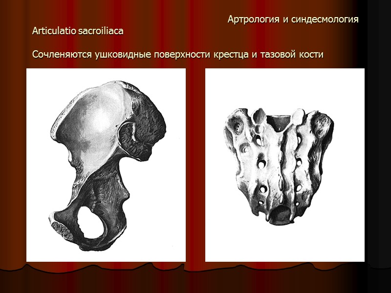 Артрология и синдесмология Articulatio sacroiliaсa  Сочленяются ушковидные поверхности крестца и тазовой кости